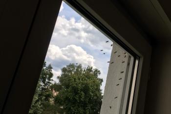 Wespen im Rollokasten