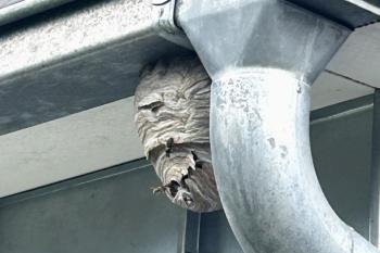 Wespennest an Dachrinne