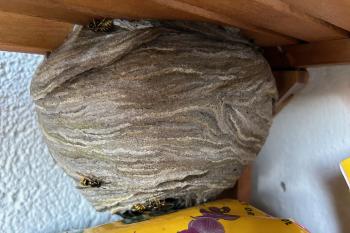 Wespennest an einer Decke