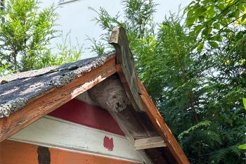 Wespennest am Gartenhaus