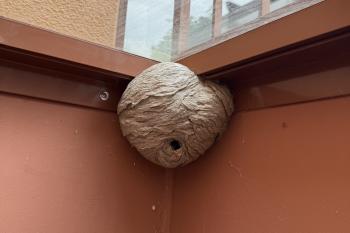 Wespennest am Haus
