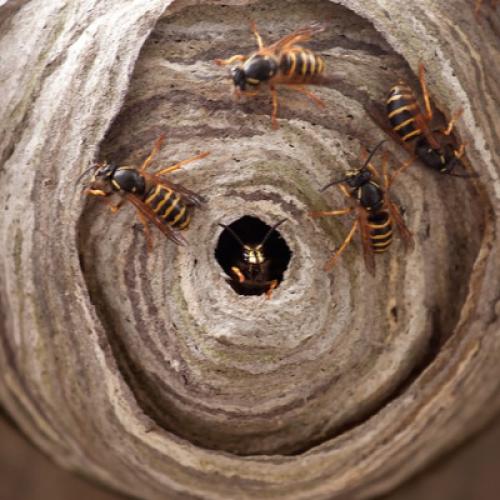 Wespennest umsiedeln